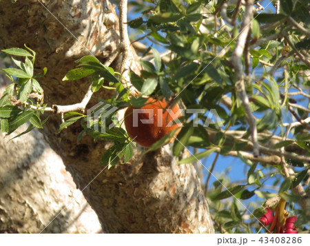 マダカスカルのバオバブの実 43408286