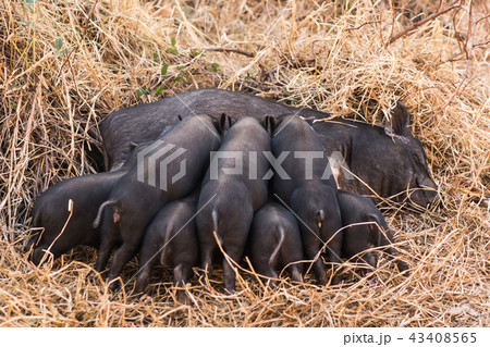 Wild boar piglets drink milk from her mother Wild boar piglets drink milk from her mother 43408565