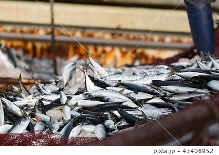 サバの水揚げ -境漁港- 43408952