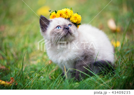 Little kitten, crowned with flower wreath 43409235