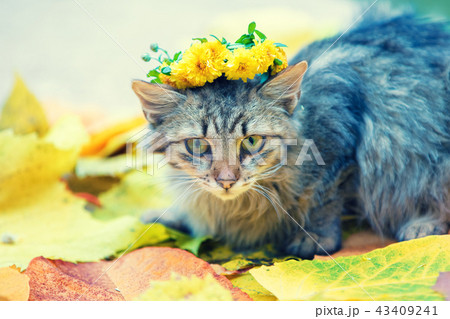 Cat wearing flower wreath sitting on fallen leaves 43409241