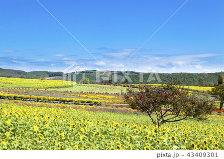 北の大地と花畑 43409301