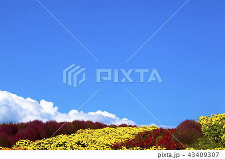 青空と花畑 43409307