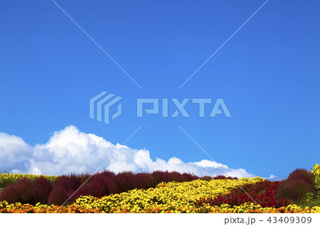 青空と花畑 43409309