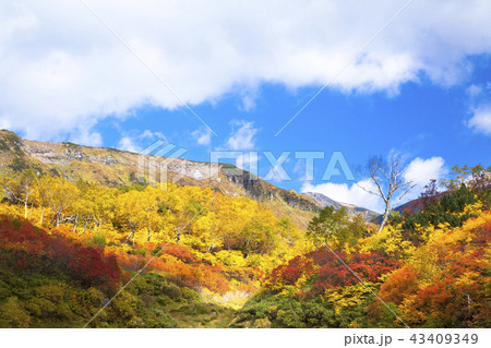 大雪高原沼 紅葉 大雪高原沼 紅葉 43409349