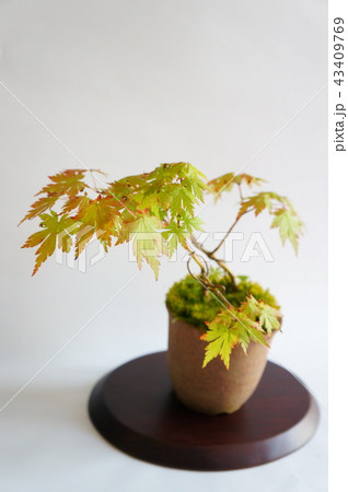 bonsai フラワー・ガーデニング 有明もみじ 盆栽