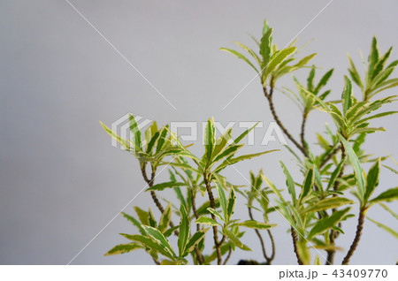 斑入り姫クチナシの盆栽 43409770