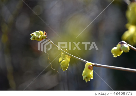 トサミズキ（土佐水木） 43409775