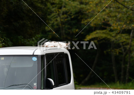 野良猫・猫 43409791