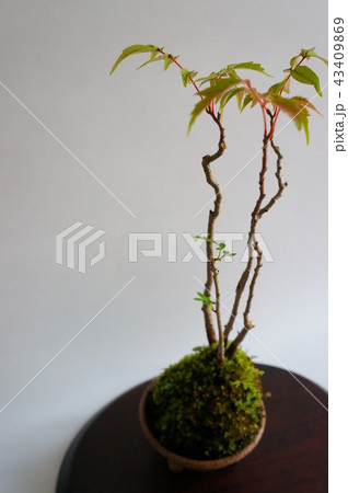 bonsai フラワー・ガーデニング 有明もみじ 盆栽