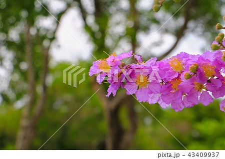 Queen's flower, Lagerstroemia macrocarpa Wall 43409937