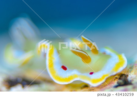 ウミウシ ウミウシ 43410259