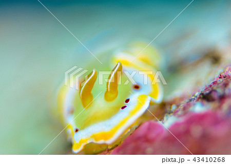 ウミウシ 43410268