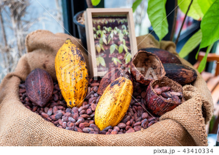 Cocoa beans with cocoa pod 43410334