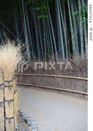 京都嵯峨野竹林の道-21 43410489