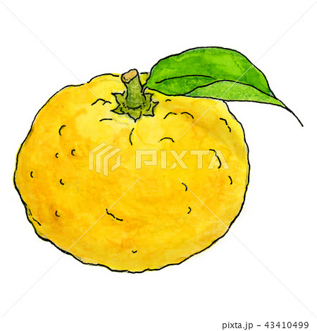 ୨୧ yuzu ୨୧ページ Yuzu 1 - Stock Illustration [43410499] - PIXTA
