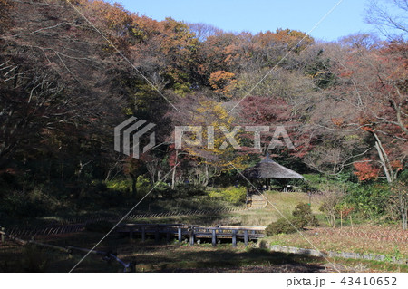 秋の明治神宮にて（南池） 43410652