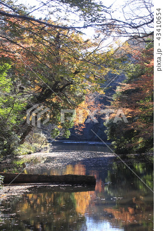 秋の明治神宮にて(南池) 秋の明治神宮にて(南池) 43410654