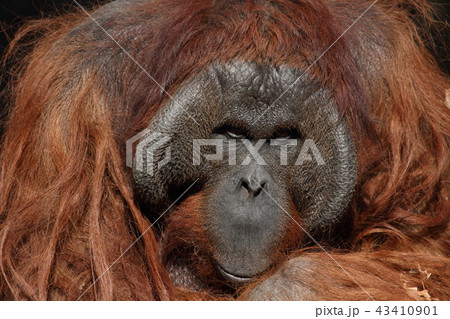 オランウータン オランウータン 43410901