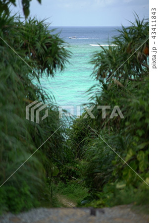 丘の上から海が見える beach51 エメラルドグリーンの沖縄の海 43411843