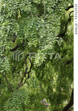 えんじゅ 43412010