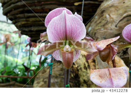 Beautiful orchid flower in the garden 43412278