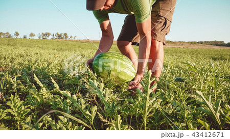 Young farmer harvesting watermelon crop at field of organic farm. Young farmer harvesting watermelon crop at field of organic farm. 43412671