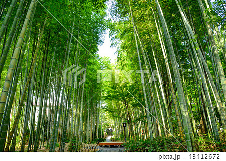 静岡県伊豆市　修善寺の「竹林の小径」 43412672