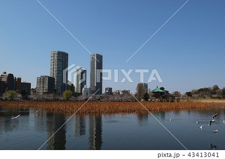 春の上野不忍池 春の上野不忍池 43413041