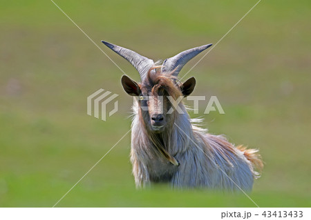 Spring portrait of a goat Spring portrait of a goat 43413433