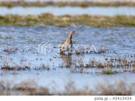 The ruff (Calidris pugnax) 43413434