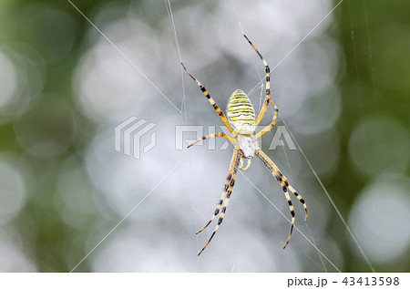 ナガコガネグモ 43413598