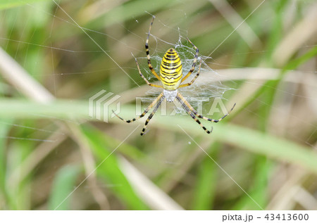 ナガコガネグモ 43413600