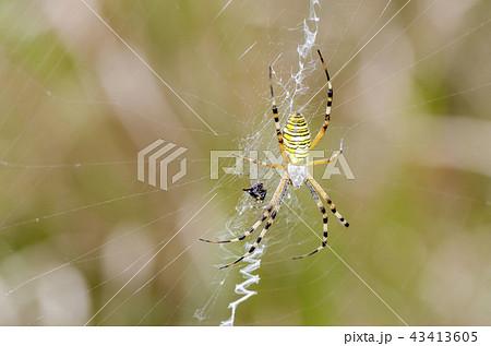 ナガコガネグモ 43413605