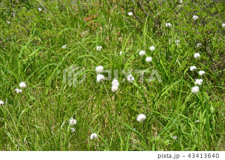 白い色のワタスゲ 白い色のワタスゲ 43413640