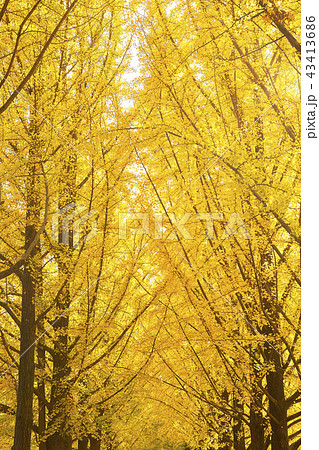 紅葉 紅葉狩り 秋 43413686