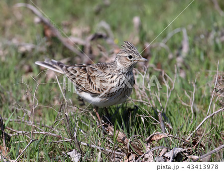 The Eurasian skylark (Alauda arvensis) 43413978