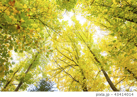 紅葉 カエデ 紅葉狩り 43414014
