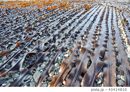 昆布漁の朝 昆布漁の朝 43414810