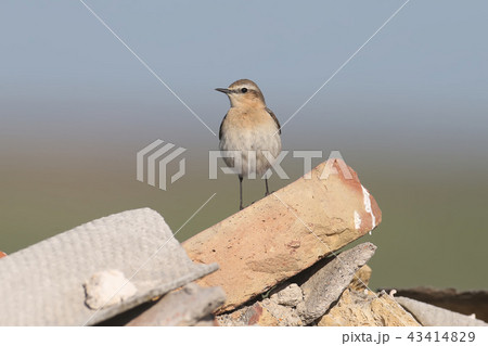 The northern wheatear or wheatear 43414829