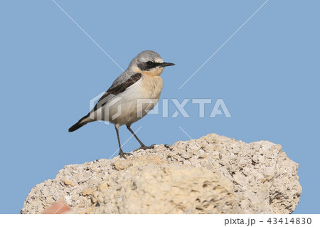 The northern wheatear or wheatear  43414830