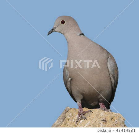 Extra close up collared dove 43414831