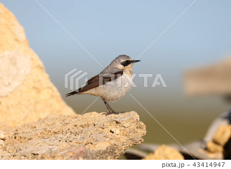 A northern wheatear (Oenanthe oenanthe) male 43414947