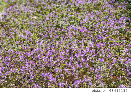 ホトケノザ 43415152