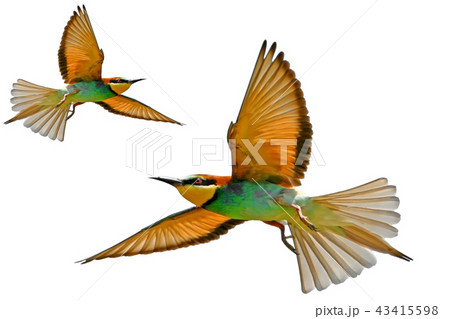 Bee eater in flight isolated Bee eater in flight isolated 43415598