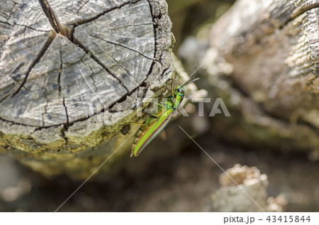 タマムシ 43415844