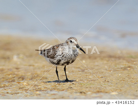 A dunlin close up portrait A dunlin close up portrait 43416152