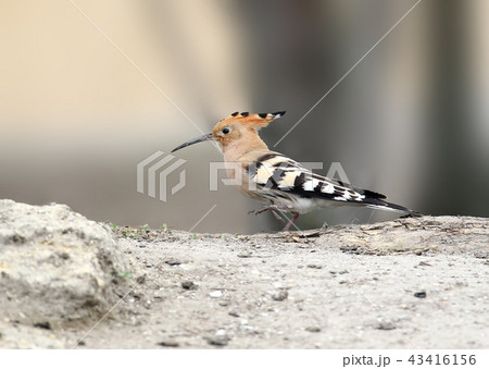 Business hoopoe 43416156