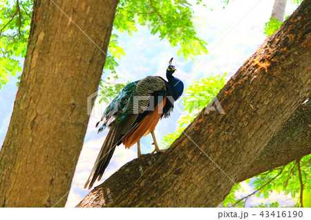 野生の孔雀 43416190