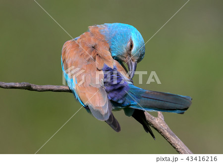 A classical portrait of an european roller 43416216